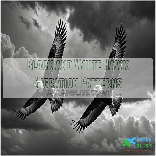 Black and White Hawk Migration Patterns