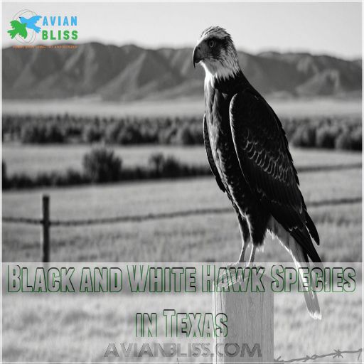 Black and White Hawk Species in Texas