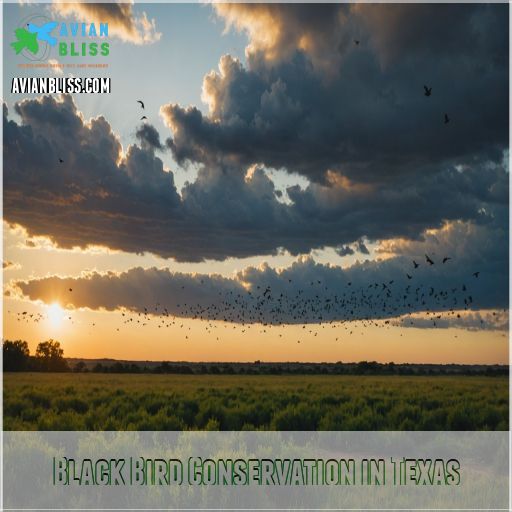 Black Bird Conservation in Texas