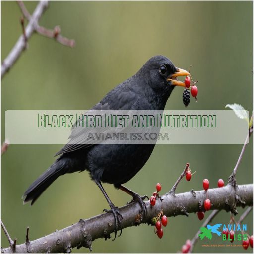 Black Bird Diet and Nutrition