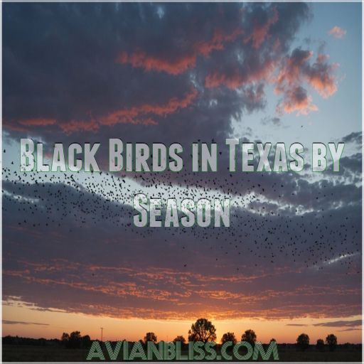 Black Birds in Texas by Season