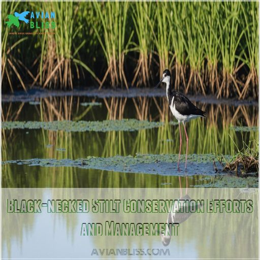 Black-necked Stilt Conservation Efforts and Management