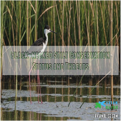 Black-necked Stilt Conservation Status and Threats