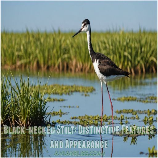 Black-necked Stilt: Distinctive Features and Appearance