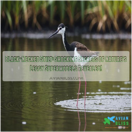 black necked stilt