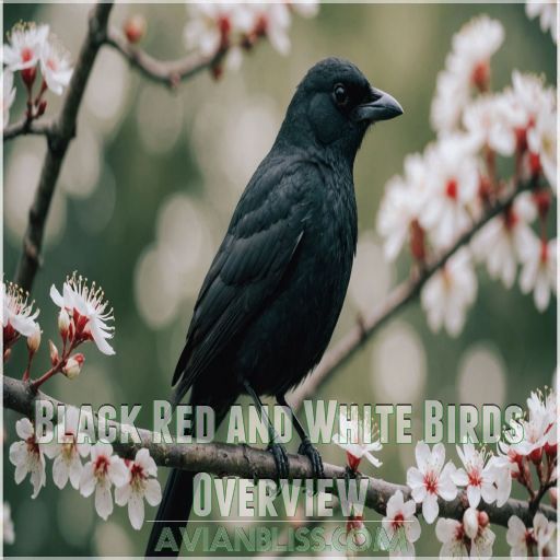 Black Red and White Birds Overview