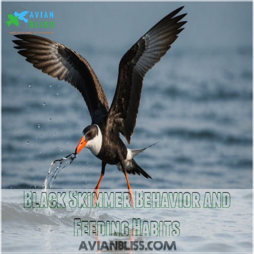 Black Skimmer Behavior and Feeding Habits