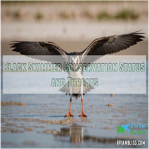 Black Skimmer Conservation Status and Threats