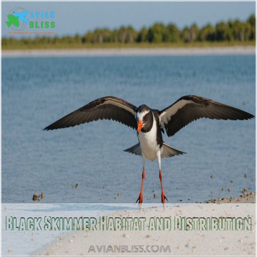 Black Skimmer Habitat and Distribution