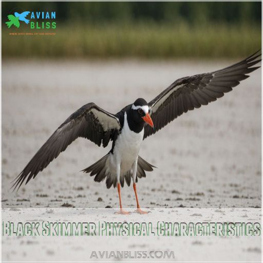 Black Skimmer Physical Characteristics