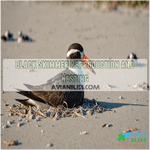 Black Skimmer Reproduction and Nesting