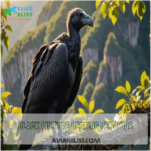 Black Vulture Nesting Behavior