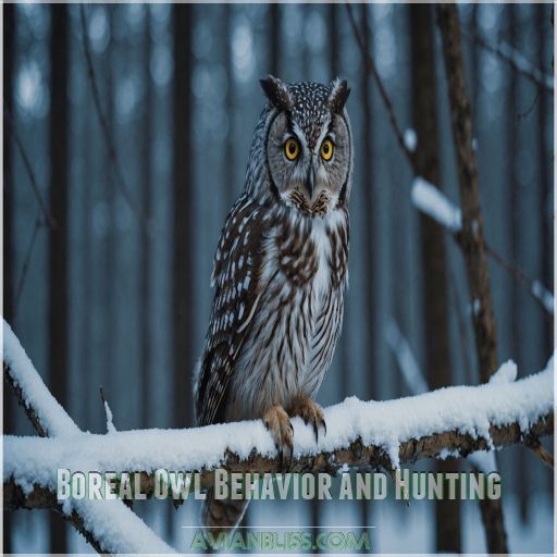 Boreal Owl Behavior and Hunting