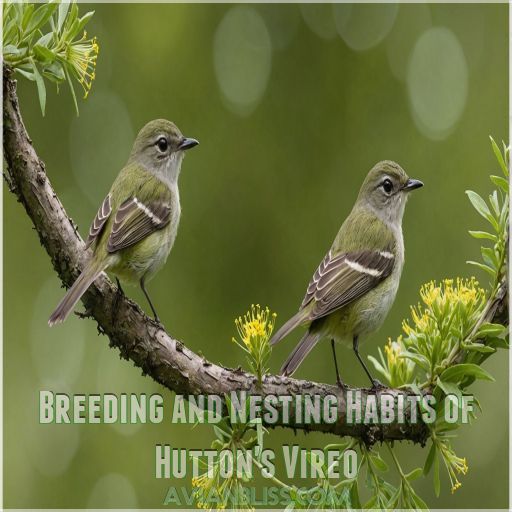 Breeding and Nesting Habits of Hutton