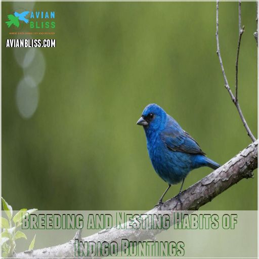 Breeding and Nesting Habits of Indigo Buntings