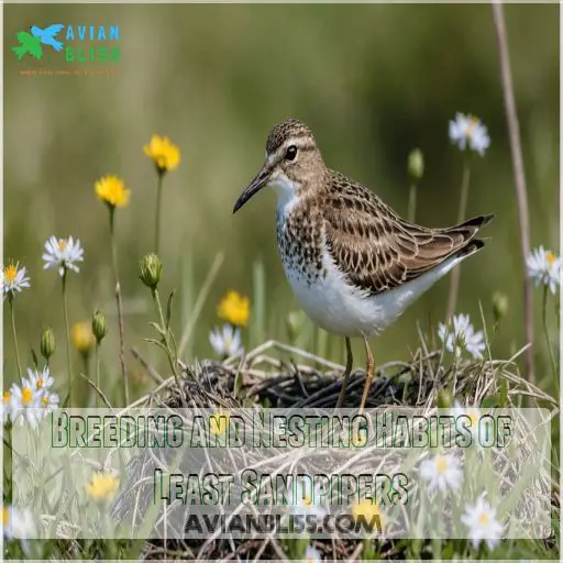 Breeding and Nesting Habits of Least Sandpipers