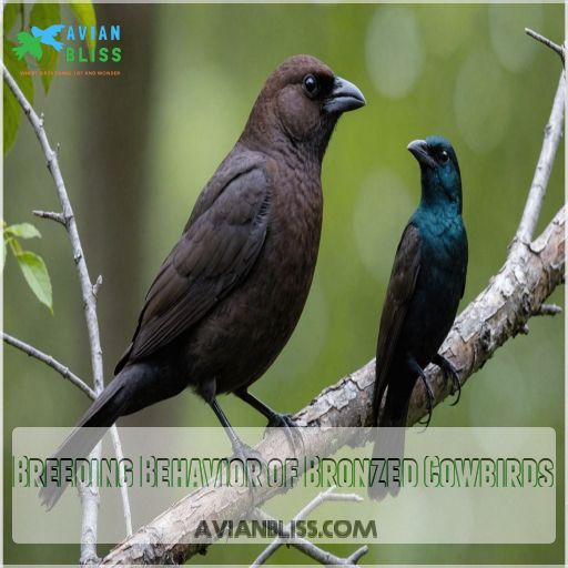 Breeding Behavior of Bronzed Cowbirds