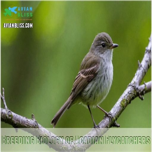 Breeding Biology of Acadian Flycatchers