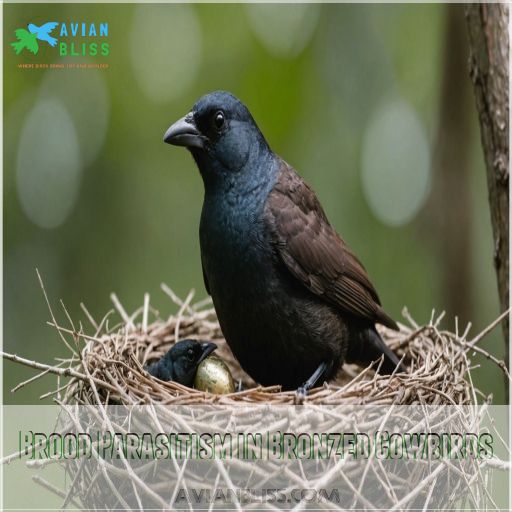 Brood Parasitism in Bronzed Cowbirds