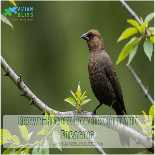 Brown-Headed Cowbird Diet and Foraging