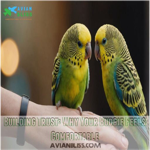 Building Trust: Why Your Budgie Feels Comfortable