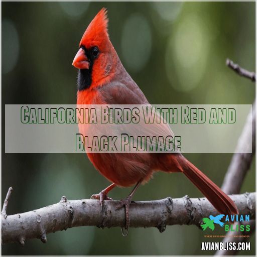 California Birds With Red and Black Plumage