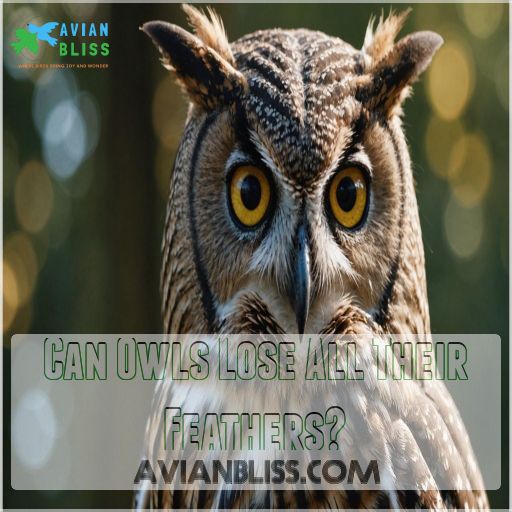 Can Owls Lose All Their Feathers