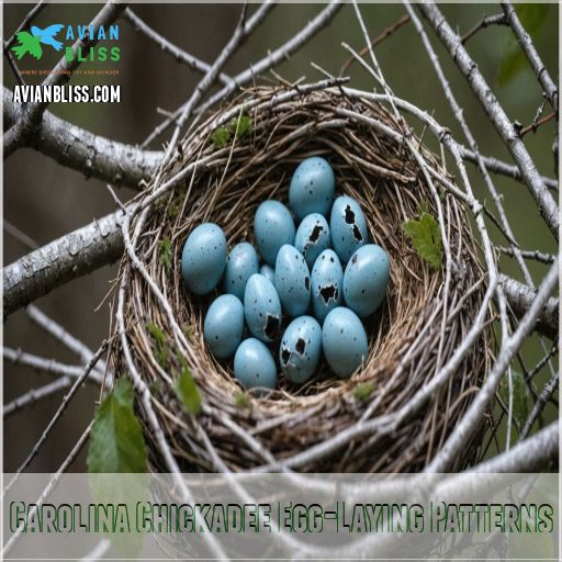 Carolina Chickadee Egg-Laying Patterns