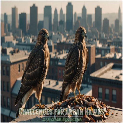 Challenges for Urban Hawks