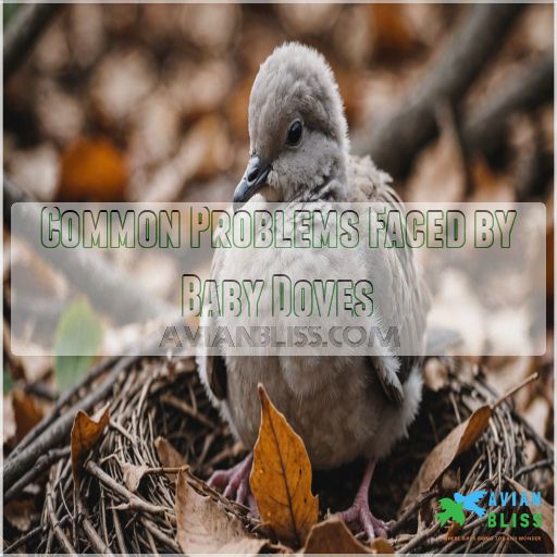 Common Problems Faced by Baby Doves