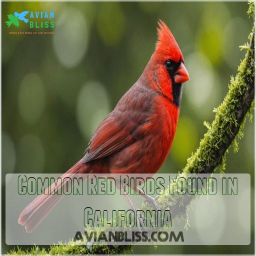 Common Red Birds Found in California