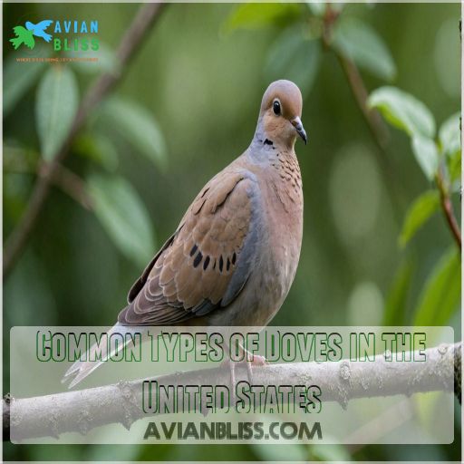 Common Types of Doves in the United States