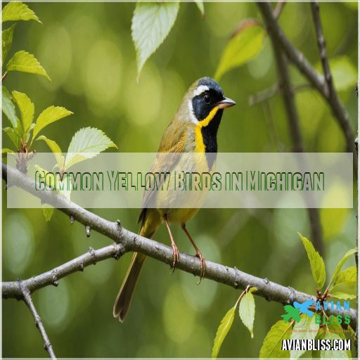 Common Yellow Birds in Michigan