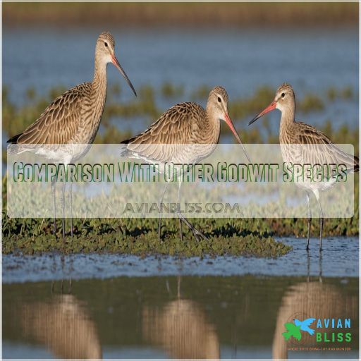 Comparison With Other Godwit Species