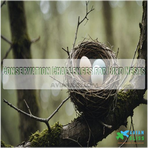 Conservation Challenges for Bird Nests