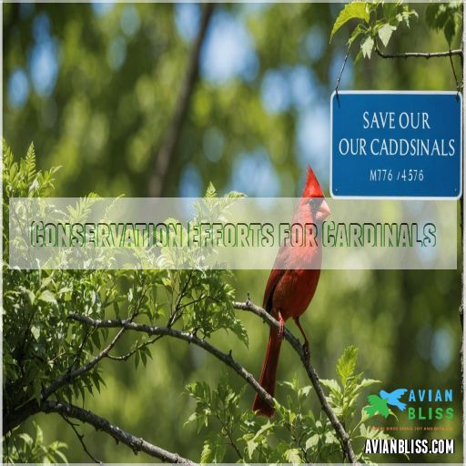 Conservation Efforts for Cardinals