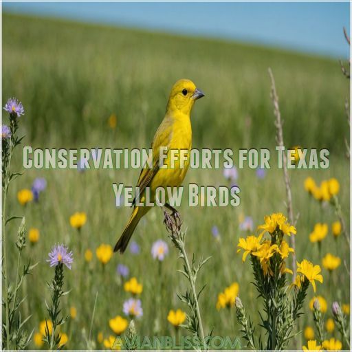 Conservation Efforts for Texas Yellow Birds