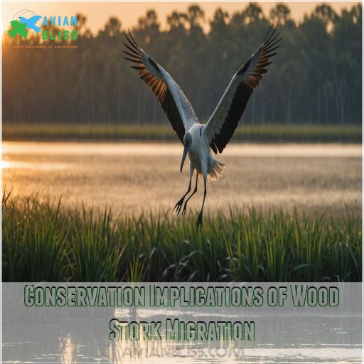 Conservation Implications of Wood Stork Migration