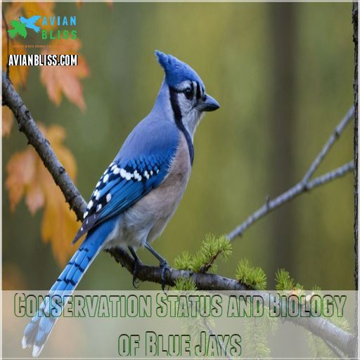 Conservation Status and Biology of Blue Jays