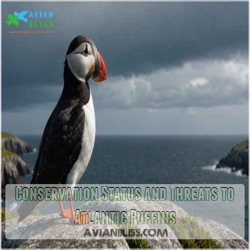 Conservation Status and Threats to Atlantic Puffins