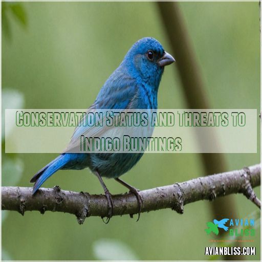 Conservation Status and Threats to Indigo Buntings