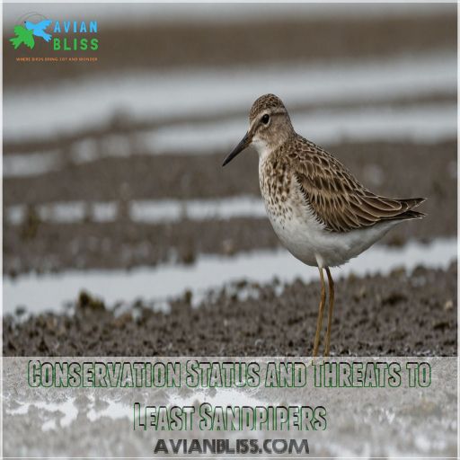 Conservation Status and Threats to Least Sandpipers