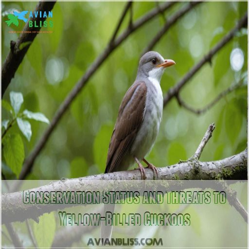 Conservation Status and Threats to Yellow-Billed Cuckoos