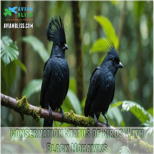 Conservation Status of Birds With Black Mohawks