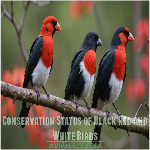 Conservation Status of Black Red and White Birds