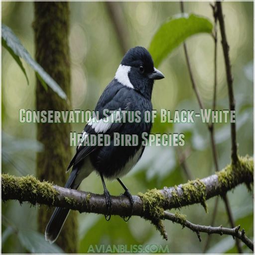 Conservation Status of Black-White Headed Bird Species