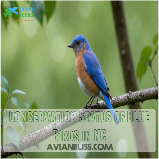 Conservation Status of Blue Birds in NC