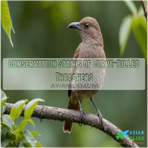 Conservation Status of Curve-billed Thrashers