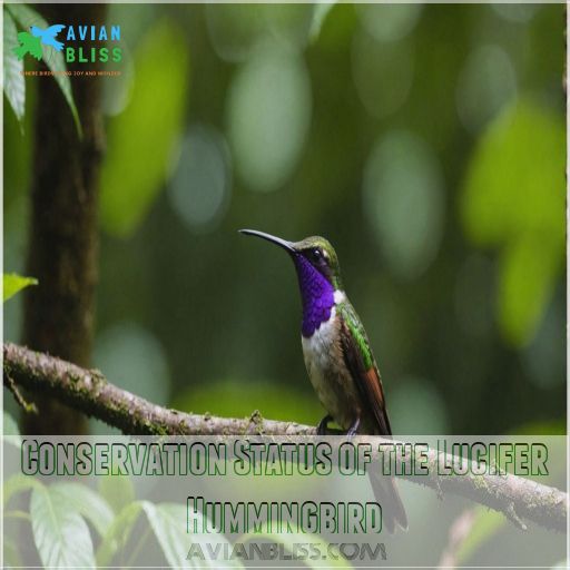 Conservation Status of the Lucifer Hummingbird