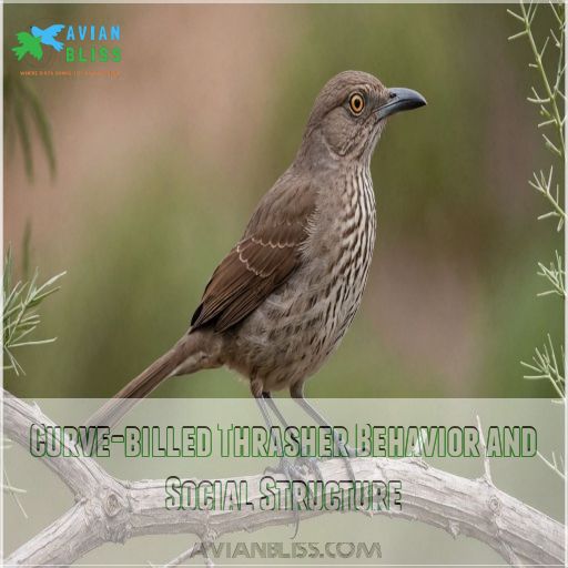 Curve-billed Thrasher Behavior and Social Structure